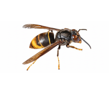 dit is een voorbeeld van de aziatische hoornaar