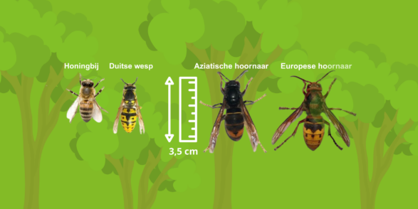 Maten Aziatische hoornaar