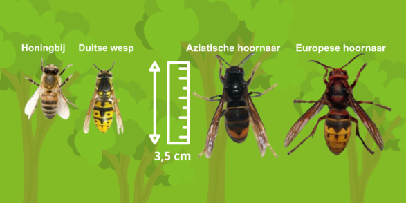 Maten Aziatische hoornaar