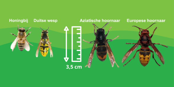 Aziatische hoornaar formaten
